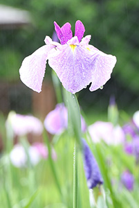 菖蒲の花の写真