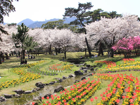 別府公園のソメイヨシノと花壇の写真
