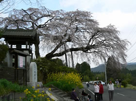 しだれ桜と菜の花が咲いている寺の写真