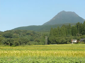 青空と由布岳を背景に一面に広がる緑の田んぼの写真