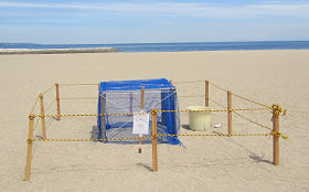 砂浜に設置された柵の写真