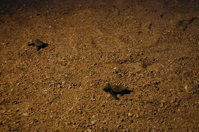 砂浜の上を懸命に進み海に向かう小さなアカウミガメの子どもたちの写真1
