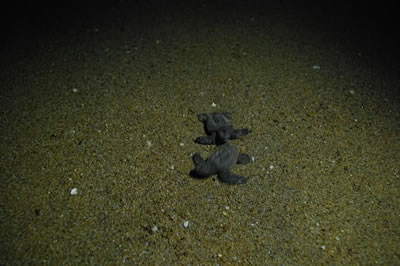 砂浜の上を懸命に進み海に向かう小さなアカウミガメの子どもたちの写真3