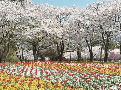 別府市内公園の開花時期 別府市