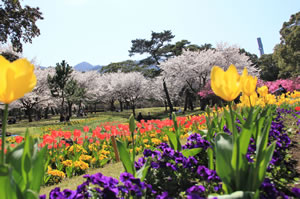 一面にチューリップ、スミレ、桜やツツジが鮮やかに咲き乱れている春の別府公園の風景