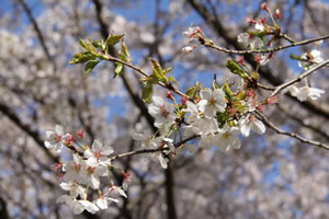 青空を背景に、花をつけた桜の枝を大きく写した写真
