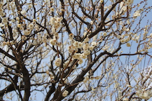 晴れた空を背景に、白い花をたくさんつけた梅の木の枝を大きく写した写真
