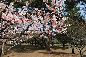 別府公園の梅の花の写真