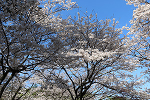 別府公園の桜の写真