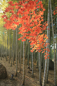 別府公園の紅葉の写真
