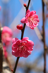 梅の花の写真