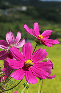 コスモスの花の写真