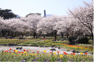 桜の写真