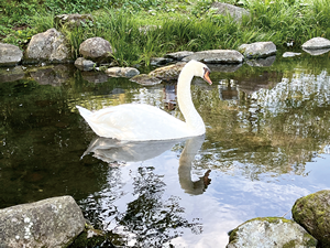 志高湖の白鳥