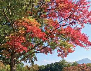 紅葉の写真