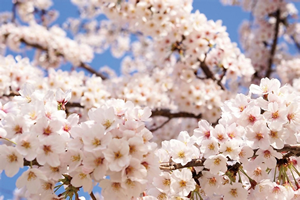 桜の写真