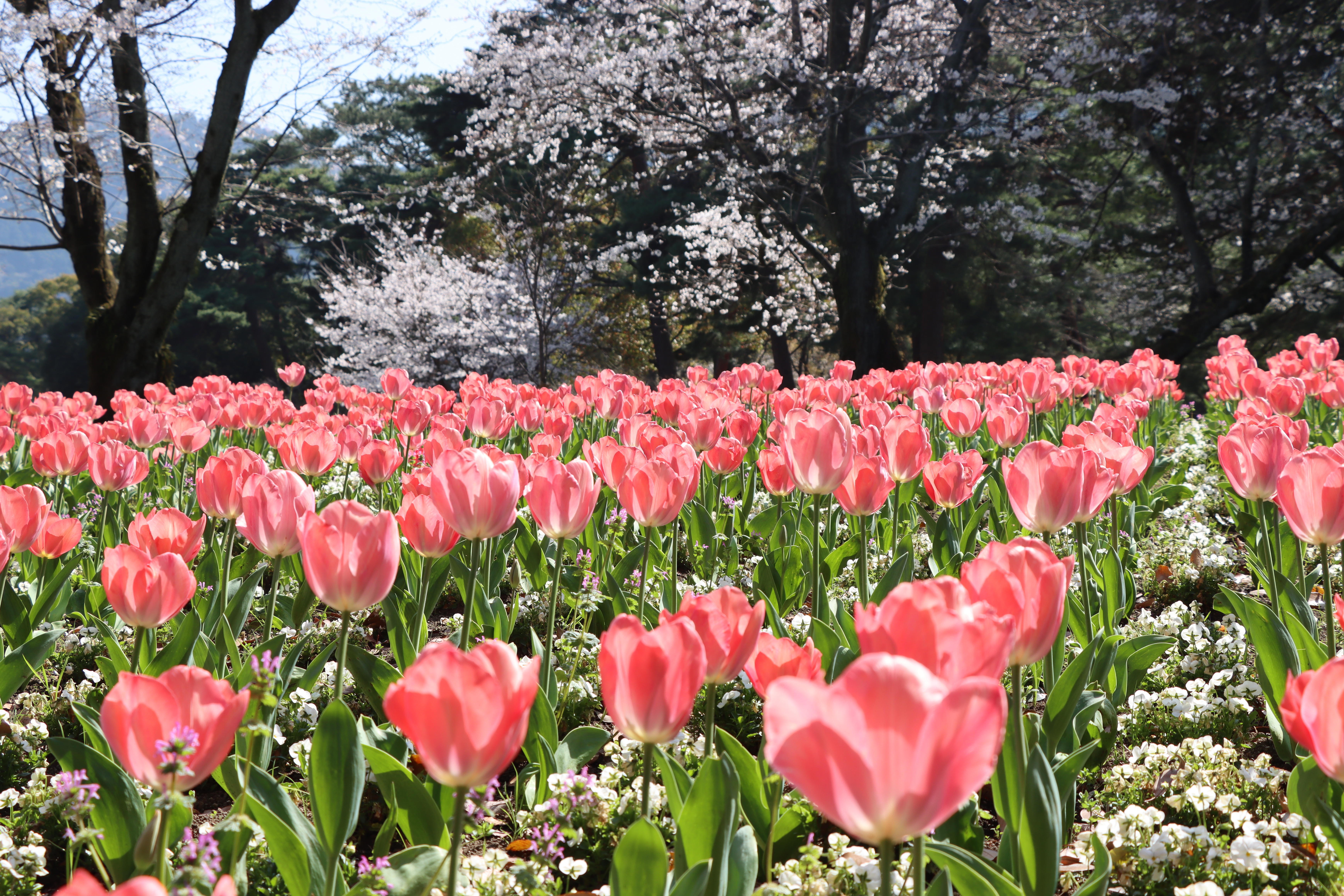 チューリップページ ワイルドチューリップ | ガーデンオブクルシウス - 株式会社陽春園植物